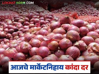 Latest News Kanda Market No improvement in onion prices, read market prices of October 10 | Kanda Market : दिवाळी तोंडावर, कांदा दर काही वाढेनात, वाचा 10 ऑक्टोबरचे बाजारभाव Latest News Kanda Market No improvement in onion prices, read market prices of October 10 | Kanda Market : दिवाळी तोंडावर, कांदा दर काही वाढेनात, वाचा 10 ऑक्टोबरचे बाजारभाव