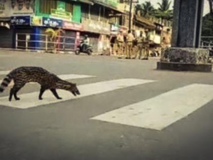 humans-locked-indoors-animals-take-over-the-roads- coronavirus lockdown | जगभरात माणसं पिंजऱ्यात, प्राणी रस्त्यांवर!