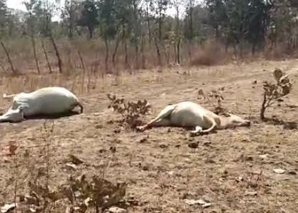 35 animals die of various diseases at Zari in Yavatmal district | यवतमाळ जिल्ह्यातील झरी येथे विविध आजाराने ३५  जनावरांचा मृत्यू