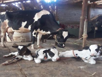 The cow gave birth to three calves, incident at Sarud in Shahuwadi | दुर्मीळ! गायीने दिला तीन वासरांना जन्म, शाहूवाडीतील सरुड मधील घटना