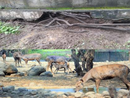 Two sambars made a splash from Pune's Rajiv Gandhi Zoo | Katraj Zoo Park: पुण्याच्या राजीव गांधी प्राणिसंग्रहालयातून दोन सांबरांनी ठोकली धूम