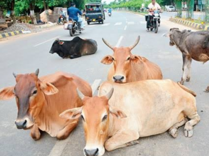 Refusal to take 28 livestock from Kondwada of Latur Municipality to Goshala | लातूर मनपाच्या कोंडवाड्यातील २८ पशुधनाला गोशाळेत घेण्यास नकार