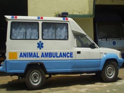 Pedestrian dies in collision with animal ambulance Investigation revealed that the driver was under the influence of alcohol | ॲनिमल ॲम्ब्युलन्सच्या धडकेत पादचाऱ्याचा मृत्यू; चालकाने मद्यप्राशन केल्याचे तपासात उघड