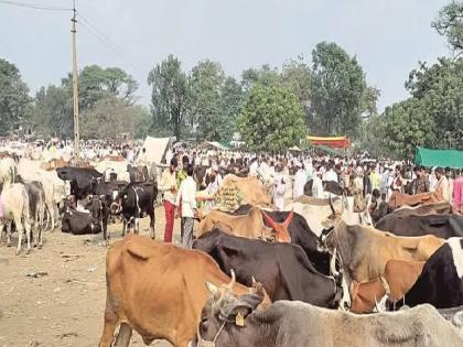 A big decision of the District Collector in charge regarding the weekly market of animals in Sangli district | Sangli News: जनावरांच्या आठवडी बाजाराबाबत प्रभारी जिल्हाधिकाऱ्यांचा मोठा निर्णय