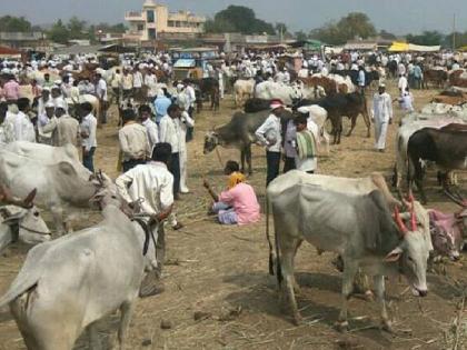 Now the online market is also filled with animals, farmers made his way through the restrictions due to Lumpy | आता जनावरांचेही भरू लागले ऑनलाईन बाजार; लम्पीमुळे निर्बंधांवर बळिराजाने काढला मार्ग