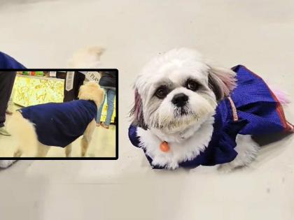 Blazers, jackets and frocks for pets are hitting the market for Diwali in Thane | दिवाळी स्पेशल!! ब्रुनो, कुकी, मिश्टी, मायलोच्या अंगावर दिसणार ब्लेझर, जॅकेट अन् फ्रॉक