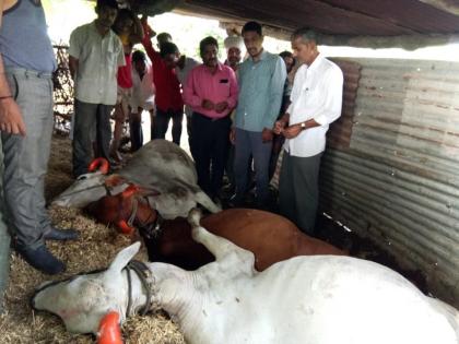 Eating urea fertilizer along with food killed three animals in Parabhani | चाऱ्यासोबत युरिया खत खाल्ल्याने ३ जनावरे दगावली