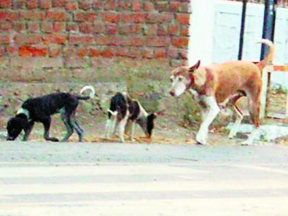 Finally the dogs will be sterilized | अखेर मोक ाट कुत्र्यांवर होणार नसबंदी