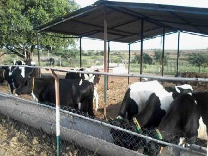 Many have their eyes on the stalls owned by the state animal husbandry department | अन्वयार्थ : पशुसंवर्धन विभागाच्या मालमत्ता खरंच जादा 'दूध' देतात?