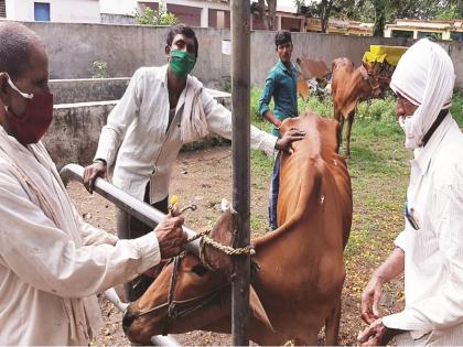 An outbreak of lumpy disease increased in neighboring districts; Nanded Animal Husbandry Department alert | शेजारील जिल्ह्यात लम्पि रोगाचा प्रादुर्भाव वाढला; नांदेडचा पशुसंवर्धन विभाग अलर्ट