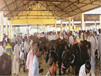 Animal market in Latur will remain closed due to Lumpy Skin Disease outbreak | लंपी स्किन डिसीजच्या प्रादुर्भावामुळे लातूरचा जनावराचा बाजार बंद राहणार