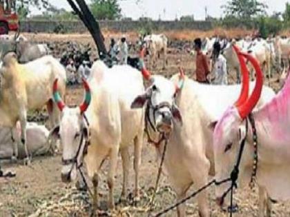 A new controversy has arisen after the Maharashtra Goseva Commission directed to close all cattle markets in the state from June 3 to 8 | Sangli: जनावरांच्या बाजार बंदवरुन वादाला सुरुवात, गोसेवा आयोगाच्या आदेशास सभापतींचा नकार A new controversy has arisen after the Maharashtra Goseva Commission directed to close all cattle markets in the state from June 3 to 8 | Sangli: जनावरांच्या बाजार बंदवरुन वादाला सुरुवात, गोसेवा आयोगाच्या आदेशास सभापतींचा नकार