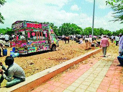 Looters in the wild market | जळोची जनावर बाजारात लुबाडणूक