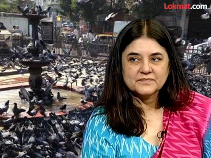 Maneka Gandhi expresses confidence that pigeon houses in Mumbai will open soon | 'कुबतरांमुळे जगात एकही मृत्यू नाही'; मनेका गांधी म्हणाल्या, "मुंबईतील कबुतरखाने लवकरच सुरु होतील"