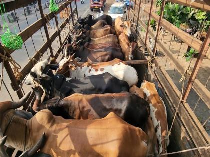 A truck transporting cattle illegally was caught at Kharepatan check post  | Sindhudurg: खारेपाटण चेकपोस्ट येथे अवैधरित्या गुरांची वाहतूक करणारा ट्रक पकडला, चालक ताब्यात