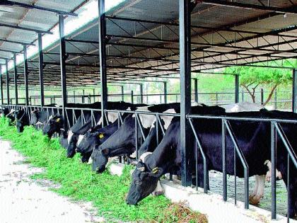 Be careful not to get sick: climate change; Reduce milk production in the rainy season | आजार होऊ नये याची काळजी घ्या : वातावरणातील बदलाचा मोठा परिणाम; दूध उत्पादनातही घट पावसाळ्यात जनावरांचे आरोग्य जपा -कृषीमंच