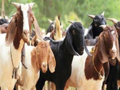 Untimely rains in the state killed three thousand and in pune more than two thousand animals | Heavy Rain: राज्यात अवकाळी पावसाने 'साडेतीन हजार' तर पुण्यात 'दोन हजारांहून' अधिक जनावरे दगावली