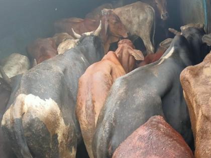 Illegal transportation of animals in trucks; Both were arrested | ट्रकमध्ये कोंबून जनावरांची अवैध वाहतूक; दोघांना अटक