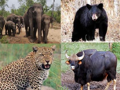 Increase in wildlife-human conflict in Kolhapur district; Due to this, leopards, gaur, bears and elephants infiltrated human settlements | वन्यजीव-मानव संघर्षात वाढ; ..यामुळे बिबट्या, गवा, अस्वल, हत्तींचा मानवी वस्तीत शिरकाव