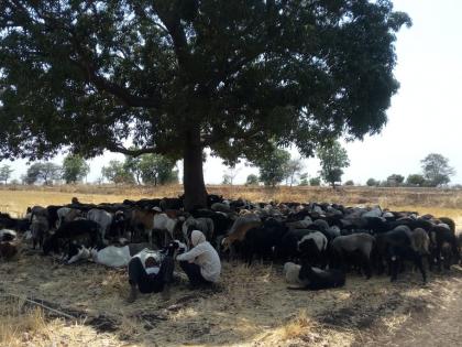 Heat wave; Wandering animals sit in shadow | सूर्य ओकतोय आग; भटकंती करणाऱ्या जनावरांना झाडाच्या सावलीचा आधार