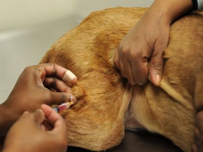  Purchase vaccines for animals: If the Principal Secretary's objection is to follow the advice of the sub-consultants | जनावरांसाठी लसीची खरेदी :प्रधान सचिवांचे आक्षेप डावलून उपसचिवांचा सल्ला मानला