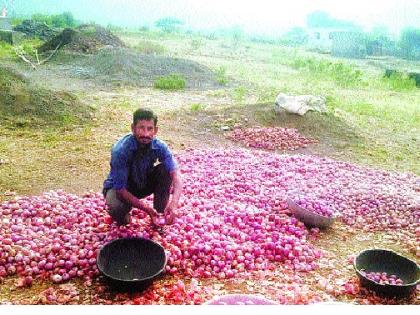 Onion weeps, I grow! - - Jagar - Sunday Special | कांदा रडवितो, तरी मी पिकवितो! - - जागर - रविवार विशेष