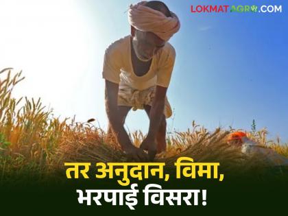 Latest News Government schemes, insurance, subsidies, and compensation will be based solely on e-crop survey data | तरच शेतकऱ्यांना मिळणार विमा, अनुदान अन् नुकसान भरपाई, कृषी विभागाकडून महत्वाचं आवाहन Latest News Government schemes, insurance, subsidies, and compensation will be based solely on e-crop survey data | तरच शेतकऱ्यांना मिळणार विमा, अनुदान अन् नुकसान भरपाई, कृषी विभागाकडून महत्वाचं आवाहन