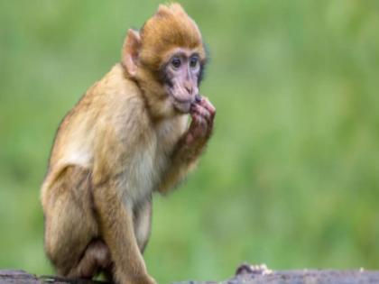  Another monkey has drowned in water in Thane   | ठाण्यात आणखी एका माकडाचा पाण्यात बुडून मृत्यू