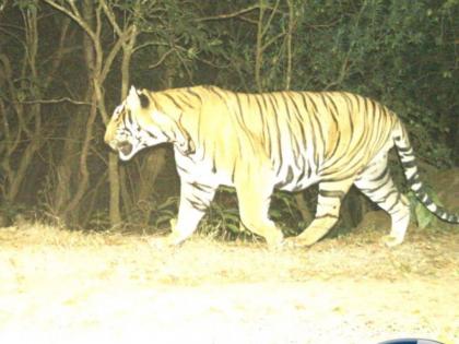 वाघ मृत्यू प्रकरणी विस्तृत अहवाल मागवला: वनमंत्री विश्वजीत राणे   - Marathi News | detailed report sought on tiger death case said goa forest minister vishwajit rane | Latest politics News at Lokmat.com