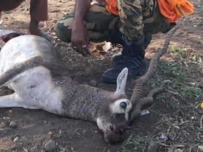 Antelope injured during dog attack dies during treatment | कुत्र्याच्या हल्ल्यात जखमी काळविटाचा उपचारादरम्यान मृत्यू 