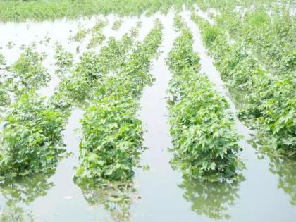 Savalaram Game's 2 hectare 61 Gunthe area of Kelwad had damaged the soybean crop due to heavy rains. | ‘त्या’ शेतकऱ्याच्या खात्यावर १,४०० ऐवजी जमा झाले ३० हजार रुपये