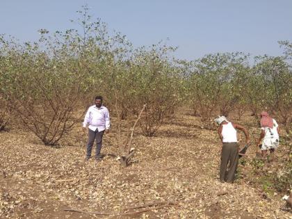 Ageless farmer broke apple bore garden of 16 trees | निसर्गाच्या अवकृपेला वैतागून शेतकºयाने सोळाशे झाडांची अ‍ॅपल बोरची बाग तोडून काढली