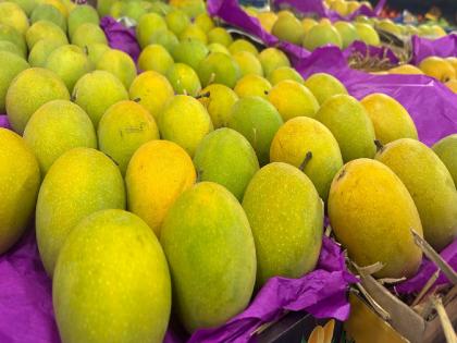 मुंबईच्या आंबा बाजारावर युद्धाचा थेट परिणाम नाही; पाच डझनच्या पेटीसाठी पाच हजार रुपये - Marathi News | Mumbai Mango Market Remains Stable Amid Iran USA Tensions | Latest News at Lokmat.com