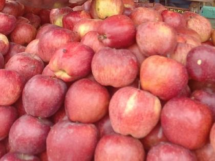 Now eat Iranian, Australian apples; Taste the apple of Himachal since Independence Day | आता खा इराणी, ऑस्ट्रेलियन; स्वातंत्र्य दिनापासून चव चाखा हिमाचलच्या सफरचंदाची