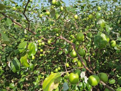 washim district farmer get bulk yield of apple bery | सायखेडाच्या शेतकऱ्याची  किमया: अ‍ॅपल बोराच्या आधारे लाखाचे उत्पन्न