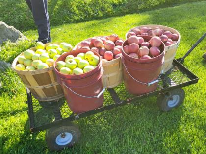 Travel BLOG: Apple Picking Festival in canada | BLOG: कितीही सफरचंद उचला... निवांत खा... घरी जाताना पिशवी भरून सोबतही न्या..!