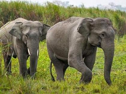 Wild elephants return to Gondia district, damage crops; Instructions to the villagers not to go out at night | रानटी हत्ती पुन्हा परतले, पिकांचे नुकसान; गावकऱ्यांना रात्री घराबाहेर न पडण्याच्या सूचना