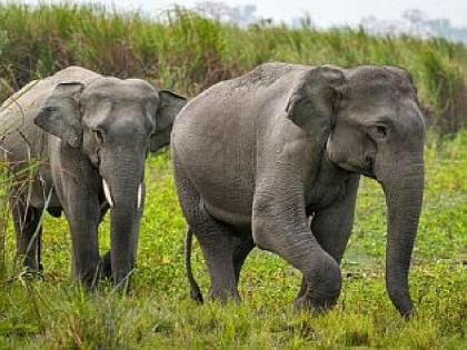 Wild elephants hits speeding bikers in Korchi tehsil | कोरची तालुक्यात हत्तींचा पुन्हा उच्छाद; धावत्या दुचाकीस्वारांना खाली पाडले