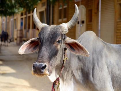 'Elizala kit' to diagnose hydatidosis disease in cattle; Patent issued for Mafsu's invention | गुरांवरील हायडॅटिडोसिस रोगावर निदान करणार ‘एलायझला किट’; माफसूच्या संशोधनाला पेटंट जाहीर