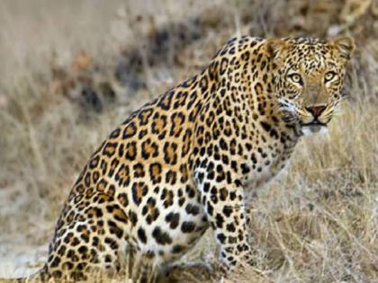 injured leopard in bike accident died during treatment | ...म्हणून 'त्या' बिबट्याचा झाला मृत्यू!