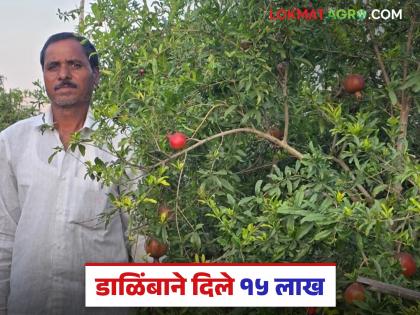 Pruning has done wonders in the fifteen-year-old Arakta pomegranate orchard; farmers are harvesting 15 tons of produce | पंधरा वर्षे जुन्या आरक्ता डाळिंब बागेत छाटणीने केली कमाल; शेतकरी काढतोय १५ टन माल Pruning has done wonders in the fifteen-year-old Arakta pomegranate orchard; farmers are harvesting 15 tons of produce | पंधरा वर्षे जुन्या आरक्ता डाळिंब बागेत छाटणीने केली कमाल; शेतकरी काढतोय १५ टन माल