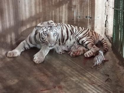 Good News at Siddharth Zoo; 'Arpita' tiger gave birth to three white calves | सिद्धार्थ प्राणिसंग्रहालयात गुड न्यूज; 'अर्पिता' वाघिणीने दिला तीन पांढऱ्या बछड्यांना जन्म