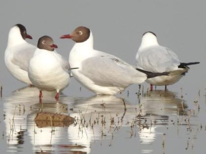 Arrival of Brown headed Gull in Kapashi Lake | कापशी तलावात कुरव पक्ष्यांचे आगमन