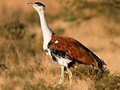 Maldhok chick born from artificial egg hatching will be given to Nannaj | कृत्रिमरित्या अंडी उबवून जन्माला घातलेली माळढोकची पिल्ल नान्नज अभरण्यात येणार