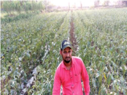 Okra production by drip, marching method in Shahapur taluka; Successful experiment of a farmer in Tute village | शहापूर तालुक्यात ठिबक, मर्चिंग पद्धतीने भेंडीचे उत्पादन; तुते गावातील शेतकऱ्याचा यशस्वी प्रयोग 