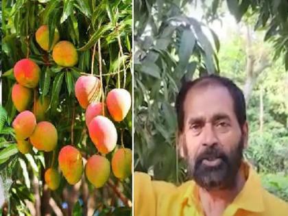 mango man ashok choudhary is big fan narendra modi variety of mango invented on victory lok sabha elections modi 3 mango | आता मार्केटमध्ये येणार 'मोदी-3' आंबा; जर्दालू व लंगडाची चव चाखायला मिळणार!