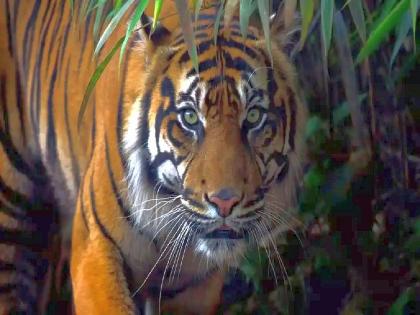 Woman killed in attack by two tigers, thrill in Tekdi Shivar of chandrapur | दोन वाघांच्या हल्ल्यात महिला ठार, टेकरी शिवारातील थरार