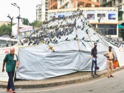 Feed pigeons; Fined Rs. 68000 | कबुतरांना खायला दिले; ६८ हजारांचा दंड Feed pigeons; Fined Rs. 68000 | कबुतरांना खायला दिले; ६८ हजारांचा दंड
