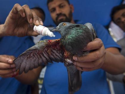 Will birds also become victims of Capricorn? | पतंगाचा मांजा जीवावर बेतणार; यंदाही मकरसंक्रांतीत पक्ष्यांचा बळी जाणार?