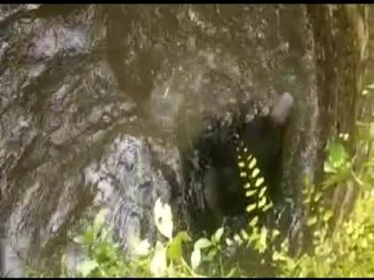 Gondia | A bear fell into a well in the outskirts of Halbitola Tedha Farm | Gondia | हल्बीटोला तेढा शेत शिवारातील विहिरीत पडली अस्वल